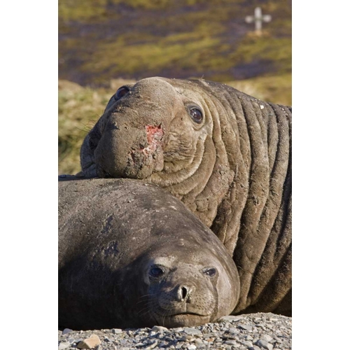 South Georgia Isl Bull elephant seal and female